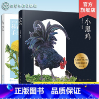 小黑鸡 [正版]小黑鸡 含科普手册 小鸡21天孵化过程科普绘本 儿童自然科学生物知识启蒙科普手绘插图绘本 动植物观察科普