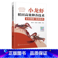 [正版]小龙虾稻田高效种养技术全彩图解 视频指导 小龙虾种虾投放幼虾繁育虾苗投放成虾养殖水稻育秧施肥 小龙虾高效养殖技