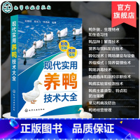 现代实用养鸭技术大全 [正版]现代实用养鸭技术大全 郑嫩珠 鸭引种饲养管理 疾病预防治诊断和鸭场经营 现代鸭种繁育 科