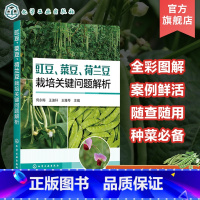 [正版]豇豆菜豆荷兰豆栽培关键问题解析 豇豆菜豆荷兰豆选种育苗 病虫草害防治 菜农栽培技术要点 关键问题解析 蔬菜经营
