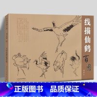 [正版]8开横幅线描仙鹤百图 邓文欣绘 艺术绘画国画花鸟画 硬笔速写 写生 默记 默写线描稿丹顶鹤摄影作品天津人民美