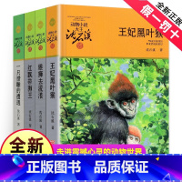 [正版]沈石溪动物小说全集作品全套共4册 王妃黑叶猴 红飘带狮王 雄狮去流浪一只猎雕的遭遇动物小说大王沈石溪品藏书系经