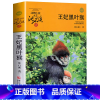 王妃黑叶猴 [正版]完整版王妃黑叶猴全本沈石溪的图书籍动物小说大王品藏系列小学生四五六年级儿童文学作品珍藏大全全集全套单