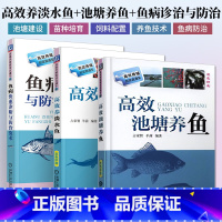 高效养淡水鱼+高效池塘养鱼+鱼病快速诊断与防治技术 3册 [正版]养鱼技术书 大全一本通 草鱼养鱼书籍 高效养淡水鱼+高