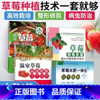 [正版]草莓种植技术书籍4册 大棚草莓栽培技术种植育苗书大全农业果树病虫害图谱教程高效优质生产技术修剪与12月栽培