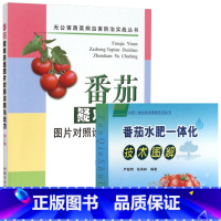 [正版]番茄疑难杂症图片对照诊断与处方+番茄水肥一体化技术图解 全2册 番茄病虫害 番茄栽培技术从入门到精通 蔬菜种植