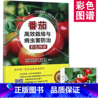 [正版]农业书籍番茄高效栽培与病虫害防治彩色图谱高效西红柿栽培病虫害防治种植技术大全书农药知识农作物现代大棚蔬菜作物育