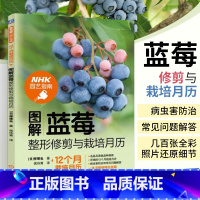 [正版]图解蓝莓修剪与栽培月历 NHK园艺指南 蓝莓种植修剪 病虫害防治图解教程 蓝莓栽培指南 蓝莓植株修剪法