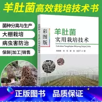 [正版]彩图版羊肚菌实用栽培技术 羊肚菌栽培种植新技术书大棚高效食用菌磨姑菌种农业种植实用书籍资料知识大全农作物高产病