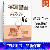 [正版]高效养鹿 梅花鹿养殖书籍 鹿养殖技术资料大全 养鹿书籍 马鹿水鹿坡鹿白唇鹿饲养书籍 饲料配制 鹿疾病防治产品加