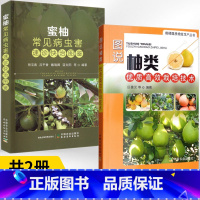 [正版]柚子种植书籍全2册 图说柚类优质高效栽培技术+蜜柚常见病虫害速诊快治图鉴柚子病虫害防治果园规划与建园幼树管理结