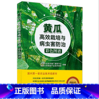 [正版]黄瓜高效栽培与病虫害防治彩色图谱 蔬菜病虫害诊断与防治 黄瓜高效种植新技术 黄瓜栽培关键技术书籍 扫码看视频轻