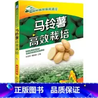 [正版]马铃薯高效栽培张丽莉高效种植致富直通车马铃薯高产栽培关键技术种植技术种植技术书土豆栽培种植大全种菜大棚蔬菜种植