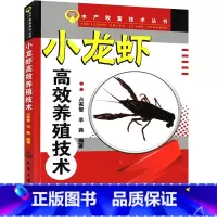 [正版]小龙虾高效养殖技术 龙虾养殖技术大全养虾书籍对虾苗种培育池塘高效养殖与疾病防治人工快速繁殖科学养虾书淡水虾基础
