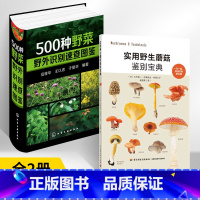 [正版]500种野菜野外识别速查图鉴+实用蘑菇鉴别宝典 全2册 中医养生保健书籍大全自然科学 生物科学 植物学健康饮食
