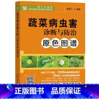 [正版]蔬菜病虫害诊断与防治原色图谱 黄瓜番茄南瓜病虫害防治及安全用药蔬菜种植技术蔬菜生产技术全书蔬菜种植书籍 **农