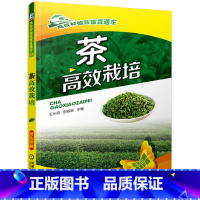 [正版]茶高效栽培 茶叶树栽培种植技术大全 科学种植茶叶树 茶园茶树病虫害防治 茶园土壤及水肥管理 茶树修剪枝技术书籍