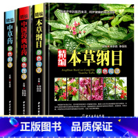 [精编3册]中草药+中国药典中药+本草纲目 [正版]全3册精编中草药原色图谱+本草纲目原色图谱+药典中草药野外识别彩色高