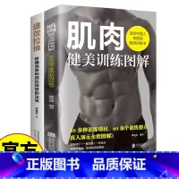 [2册]肌肉健美训练图解+速效拉伸 [正版]肌肉健美训练图解德拉威尔肌力量运动解剖学图谱健身书籍教程大全 私人教练徒手精