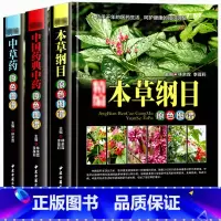 [正版]精编3册本草纲目中草药中国药典原彩色图谱图鉴精装中医基础理论医学入门常用中药方剂药材草药识别大全古代医药百科全