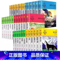 白鸟与蝙蝠 [正版]动物小说大王沈石溪品藏书系升级版全套狼王梦斑羚飞渡雪豹悲歌后一头战象一只猎雕的遭遇中小学生课外读物阅