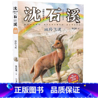斑羚飞渡 [正版]沈石溪动物小说注音版读本全集全套22册 狼王梦斑羚飞渡沈石溪的书动物小说系列儿童文学6-8-9-10-