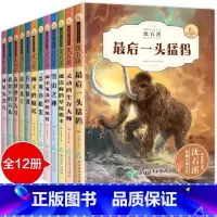 [全12册]沈石溪动物小说全集 [正版]沈石溪动物小说全集 全套12册 沈石溪的书全系列 小学生初中生四五六年级课外阅读