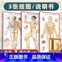 [正版]1m*0.5m3张 针灸穴位挂图全彩彩图版 正面侧面背面三张全开本耳穴足穴 靳士英人体穴位中医学经络腧穴学书籍