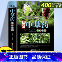 [正版]精编中草药原色图谱图解中草药彩图大全辞典对症图典医学经典绘本金钱草中医400余种常用药材识别基础知识入门书籍中