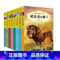 沈石溪动物小说精品升级版第一辑 共8册 [正版]虎豹兄弟情 沈石溪中外动物小说精品升级版全套任选 9-14岁儿童文学励志