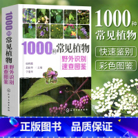 [正版]1000种常见植物野外识别速查图鉴 杨辉霞 家庭书籍野外识别原植物鉴别图册中国常用手册 图识别与应用图典图谱