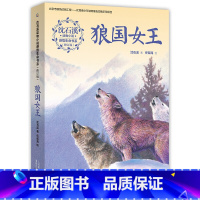 狼国女王 [正版]沈石溪狼国女王动物小说全集感悟生命书系修订版红豺五彩龙鸟雪域豹影 7-12-15岁儿童文学中小学生课外