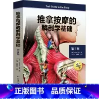 推拿按摩的解剖学基础:第6版 [正版]推拿按摩的解剖学基础 第6版 (美)安德鲁·比尔 著 丁自海,张露青 译 基础医学