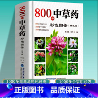 800种中草药彩色全图鉴精选版 [正版]800种中草药彩色图鉴精选版中草药图鉴中草药材大全中药配方中药图解中草药彩图大全
