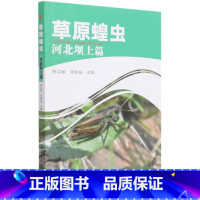 [正版]草原蝗虫 河北坝上篇