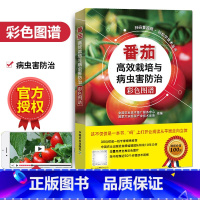 [正版]赠视频番茄高效栽培与i病虫害防治彩色图谱大棚高效种植番茄西红柿栽培种植技术大全大棚蔬菜栽培教程书籍西红柿栽培技