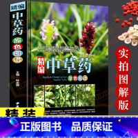 中草药+黄帝内经 [正版]中草药彩图大全书精编中国药典中药原色图谱图鉴图谱中国药材图鉴中医学书籍中药材大全常用中草药识别