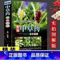 中草药+黄帝内经 [正版]中草药彩图大全书精编中国药典中药原色图谱图鉴图谱中国药材图鉴中医学书籍中药材大全常用中草药识别