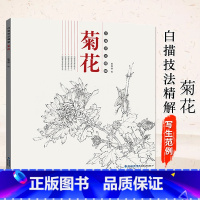 [正版]白描技法精解 菊花 中国画动物花鸟工笔画底稿书 白描勾线画谱美术绘画初学者入门到精通基础教程 线描写生范例画家