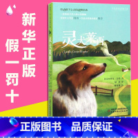 [正版]灵犬莱西图书 小学生 非注音版 图书籍 打动孩子心灵的动物经典 6-8-10-12岁儿童幼儿早教故事课外书