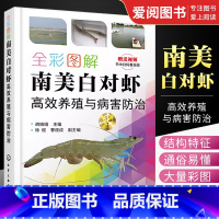 [正版]全彩图解南美白对虾高效养殖与病害防治 化学工业出版社 养殖池塘环境调控技术 主要养殖模式 病害综合防控技术 对