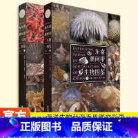 东南潮间带生物图鉴(2册) [正版]东南潮间带生物图鉴上下全2册 刘毅、钟丹丹、郭翔 著 海洋生物图集 赶海指南手册 图