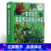 [正版]一本书学会 家庭养花和阳台种菜 精装 养花入门 在阳台上种菜 手把手教你阳台种菜家庭种菜书绿色蔬菜种菜的书学习