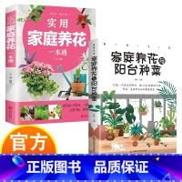 实用家庭养花+家庭养花与阳台种菜 [正版]实用家庭养花阳台种菜一本通 彩图详解 花卉养护知识 鲜花品种介绍养护知识书 养