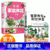 实用家庭养花+家庭养花与阳台种菜 [正版]实用家庭养花阳台种菜一本通 彩图详解 花卉养护知识 鲜花品种介绍养护知识书 养