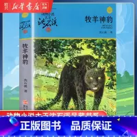 [正版]书店牧羊神豹 升级版 动物小说大王沈石溪品藏书系 小学三四五六年级课外阅读书籍动物小说 浙江少年儿童出版社