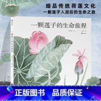 单本全册 [正版]书店一颗莲子的生命旅程(精)以国画绘出莲的生命轮回国风情怀自然植物科普绘本 大鹏自然童书奖华文原创首奖