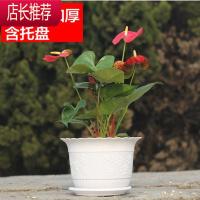 波浪花边莲花盆塑料树脂仿陶型大花盆多肉绿萝花盆可水培送托盘JING PING花盆容器