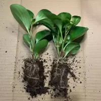 豆瓣绿盆栽青叶碧玉植物四季常青电脑宝贝去甲醛水培植物室内好养 青叶碧玉裸根小苗2颗