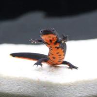 六角恐龙鱼水族鱼缸淡水冷水观赏鱼活体宠物金鱼锦鲤工具鱼清道夫 小火龙4-8厘米1送1备损